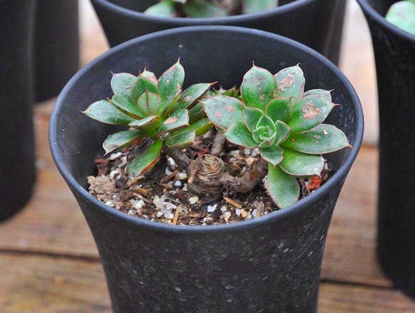 玫瑰简介，树状玫瑰简介（简介爱尔兰薄荷、阿吉塔玫瑰、财路、奥利维亚、表丽娜、白马王子）