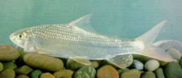 三叶唇鱼介绍，双唇鱼学名叫什么（鱼类：中国淡水鱼类图谱）