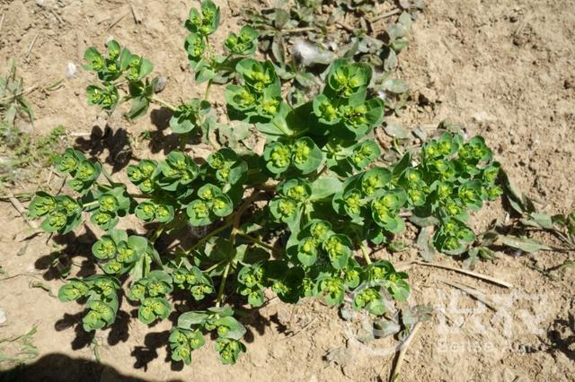 每日一草:泽漆,中药泽漆图片