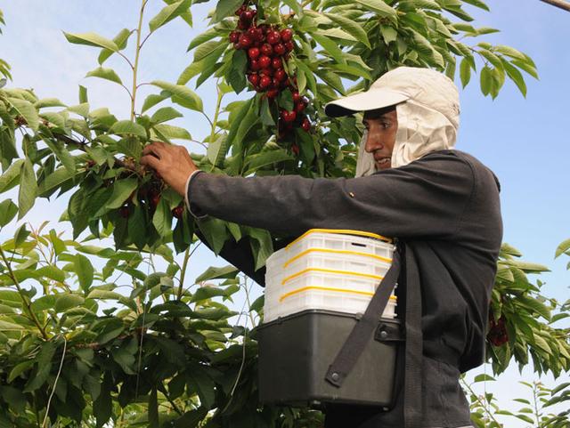 车厘子存储方式，车厘子保存方法和温度（智利车厘子用什么炼了“不坏金身”）