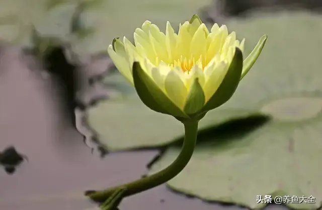 莲花的别称有哪些，莲花的别称有哪些拼音（ 太齐全太珍贵了）