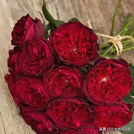 Thecastle.城堡网名，Thecastle.城堡（奥斯汀官方推荐月季品种）