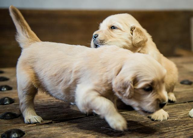 金毛犬一般几个月才会咬主人，“金毛”一生中有5个阶段