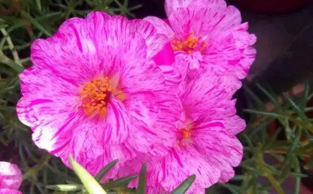 绿萝好养吗,绿萝怎样栽培(绿萝竟然排在倒数第1) 绿萝好养吗,绿萝怎样栽培(绿萝竟然排在倒数第1)