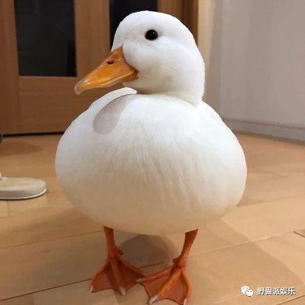 王思聪的鸭子是什么鸭，柯尔鸭幼崽多少钱一只（王思聪把买来的宠物鸭子煮了）