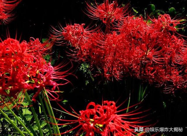 曼珠沙华的英文名，彼岸花的英文（曼珠沙华为何叫彼岸花）