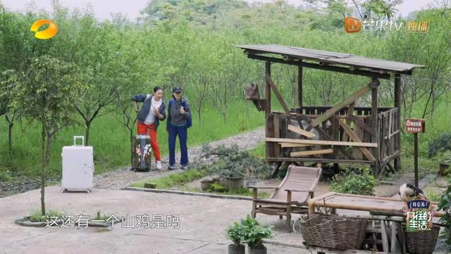 向往的生活彩灯是什么品种，向往的生活里的彩灯是什么动物（那英成《向往的生活》最“炸场”嘉宾）