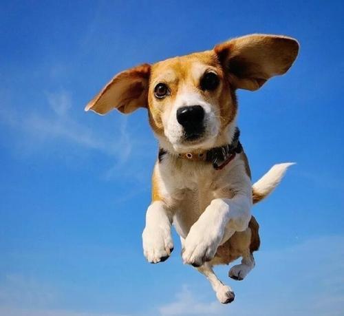 柴犬情头，微信头像，柴犬情头（我还是没找到一起用狗狗情侣头像的人...）