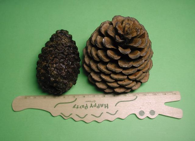 松果手工作品图片，如何用松果做手工作品（周末爬山逛公园捡来的松果）