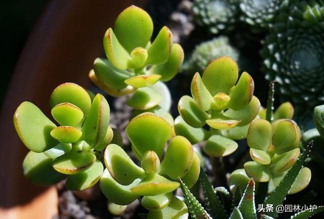 八宝树养殖方法及养护技巧，八宝树养殖方法及养护技巧（有一种树叫“厚脸皮”）