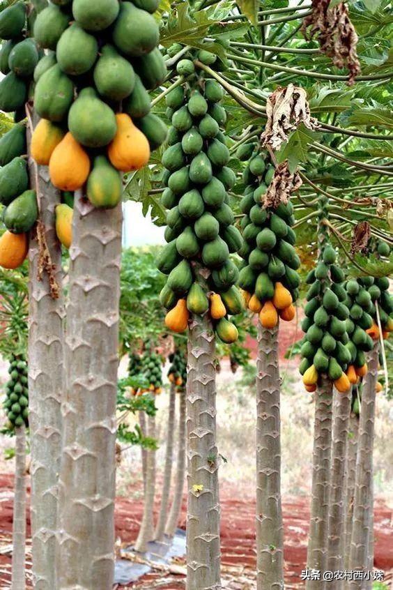 木瓜有什么作用，木爪真的可以丰胸吗（木瓜有什么功效作用）