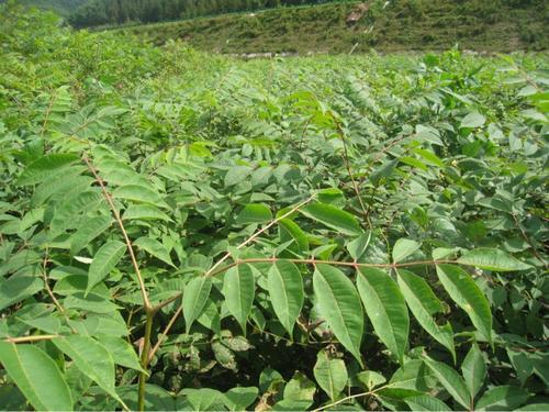 黄菠萝的种植技术，农业种植：黄菠萝稳产技术