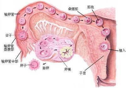 熊猫的特征是什么，为什么生出的熊宝宝像个小老鼠呢