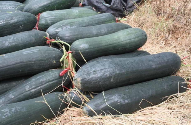 南瓜的品种常见的有几种，南瓜品种大全图片及名称（农村人最爱种植的20种“瓜”）