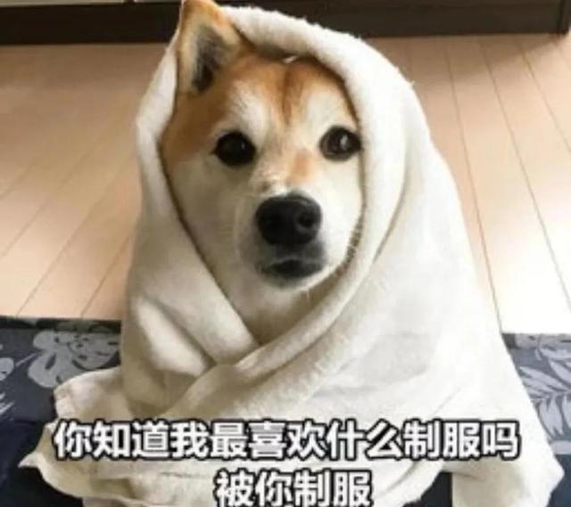 一对可爱狗狗表情包图集，情侣专用狗狗猫猫可可爱爱沙雕表情包