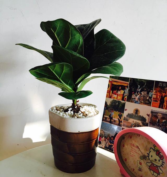 琴叶榕掉叶子怎么回事，琴叶榕常掉叶子是什么原因（琴叶榕长得好好看却总掉叶子）