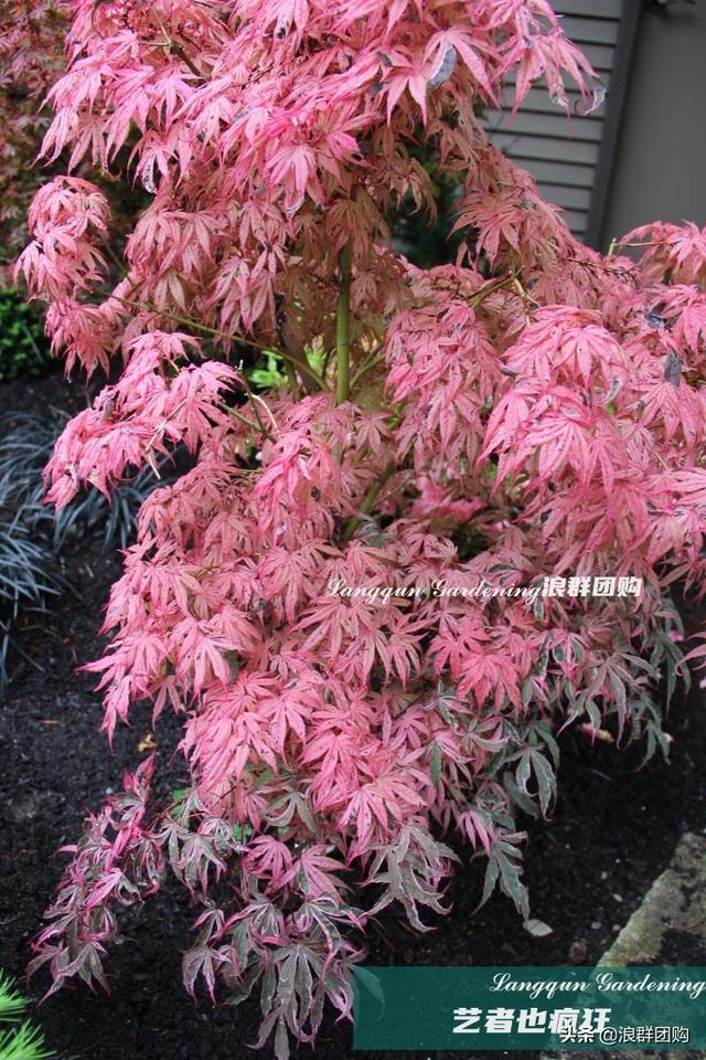 什么样的枫树填空。，什么的枫树填空词语二年级（增添了花园四季色彩之美）