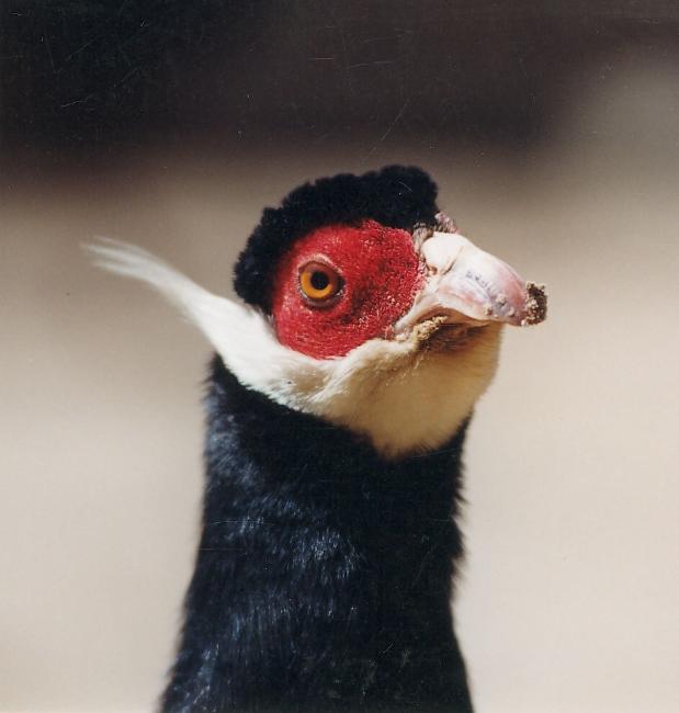 真正的土鸡，土鸡卖多少钱一斤（白马鸡、蓝马鸡、藏马鸡、褐马鸡）