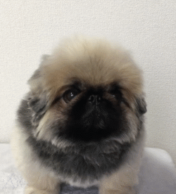 呆萌狗狗，呆萌狗狗道具（呆萌+有趣+憨厚图片）