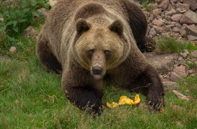 熊喜欢吃什么食物，熊吃什么食物（遇熊装死能不能躲过一劫）