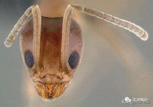 不同家族的蚂蚁为什么会打架，不同家族的蚂蚁为什么会打架的原因（占领全球的阿根廷蚂蚁）
