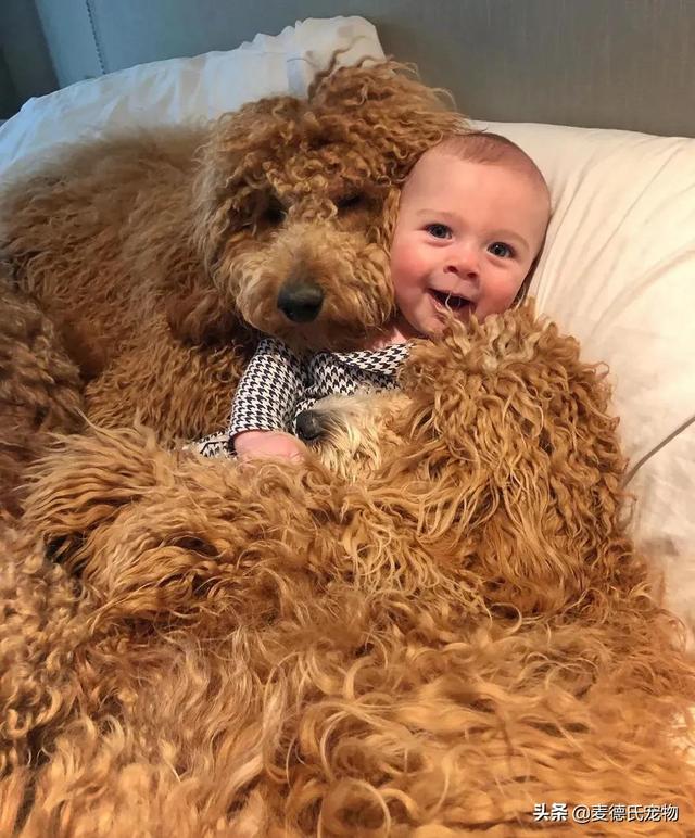 泰迪熊抱抱熊，一出生就有三个巨型“泰迪熊”陪睡（泰迪熊抱抱熊适合结婚送么）