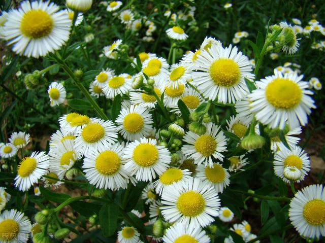 乐观心态的说说，乐观心态的说说短句（保持乐观心态的治愈系语录）