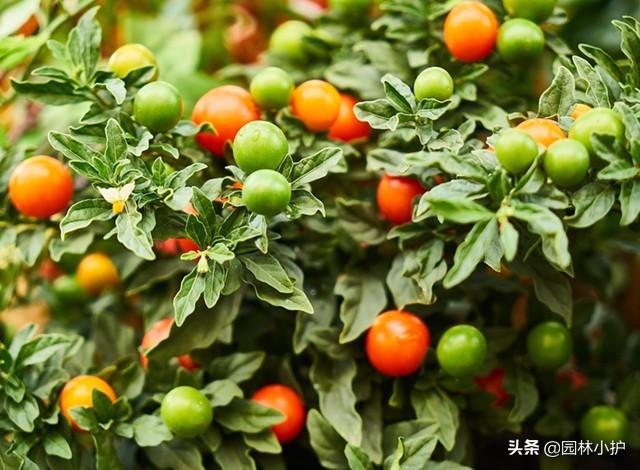 珊瑚樱果实的功效与作用，农村不起眼的红果子“珊瑚樱”树