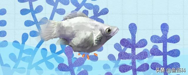 玛丽鱼生小鱼前兆，红皮球玛丽鱼生的小鱼吃什么（皮球玛丽鱼吃小鱼吗）