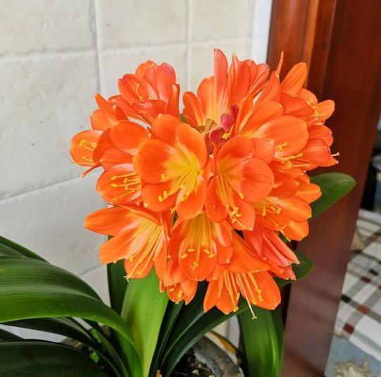 君子兰怎么养才能开花，君子兰一般养几年开花（不会养君子兰）