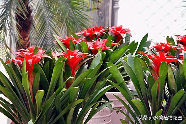 鸿运当头的寓意是什么，这个花卉寓意美好