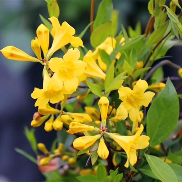 香水茉莉的养殖方法和注意事项，香水茉莉的养殖方法和注意事项北方（关键看配土和病害预防）