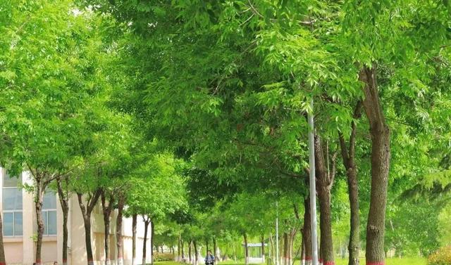 故事的小黄花代表什么，故事的小黄花代表什么含义（初夏——故事里的小黄花）