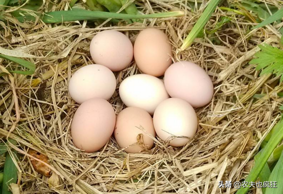 洋鸡蛋是什么，洋鸡蛋是什么做的（土鸡蛋和“洋鸡蛋”营养价值一样吗）