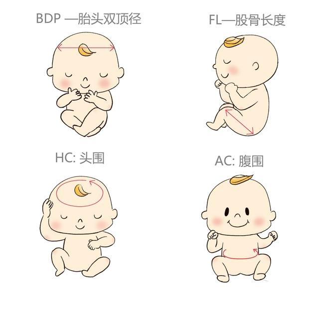 双顶径是胎儿头部左右最大横直径的尺寸,股骨长是胎儿大腿骨的长度