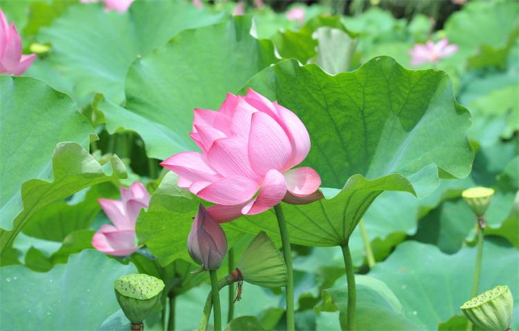 荷花是莲花吗(</td-<tdclass=