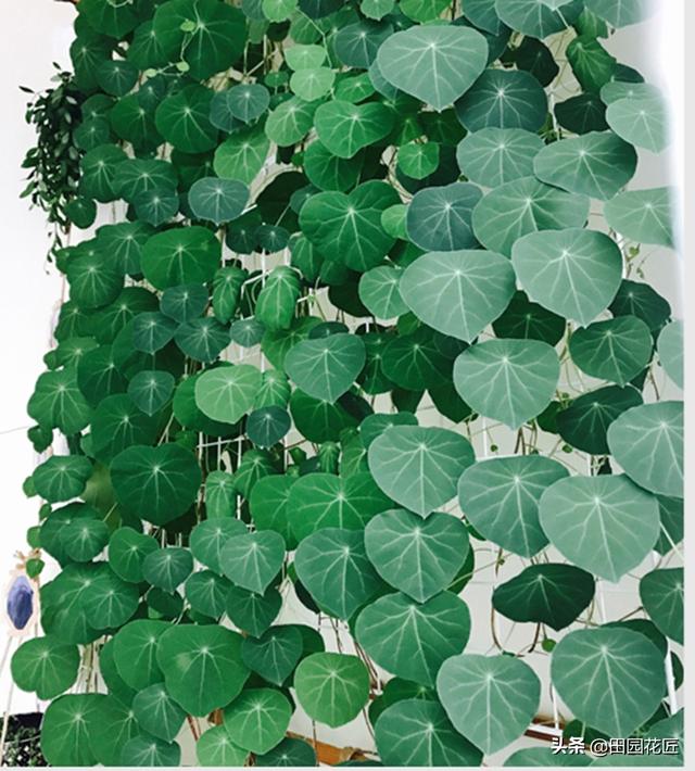 山龟植物怎么养最好，山龟植物怎么养（养殖超简单适合新手栽种）