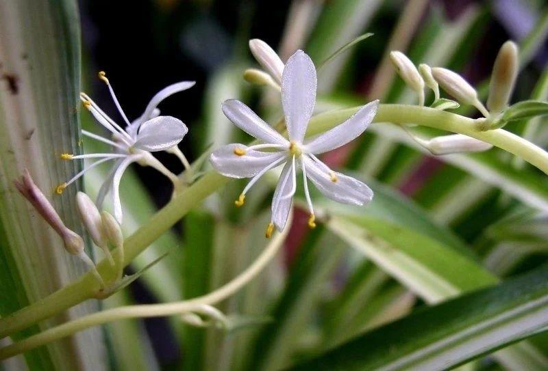 吊兰开花预示着什么，吊兰开花意味着什么（室内的吊兰开花就带来好运）
