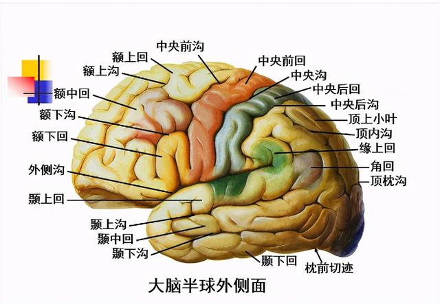 大脑杏仁体解剖图，高清大脑解剖图谱