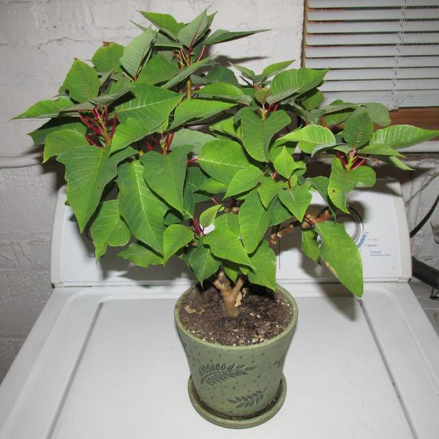 一品红图片，原来市场上的一品红都是带“病菌”的（植物大战僵尸2一品红图片）