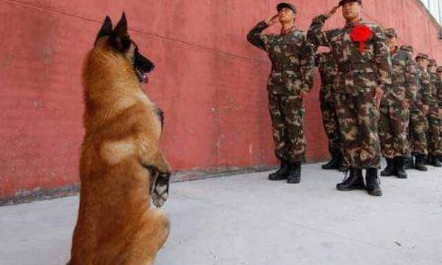 什么是纯种藏獒，原生藏獒vs纯种藏獒（现役军犬能打得过纯种藏獒吗）