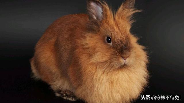 狗不理包子的由来，狗不理包子的由来是什么（是一个叫“狗子”的人经常买包子）