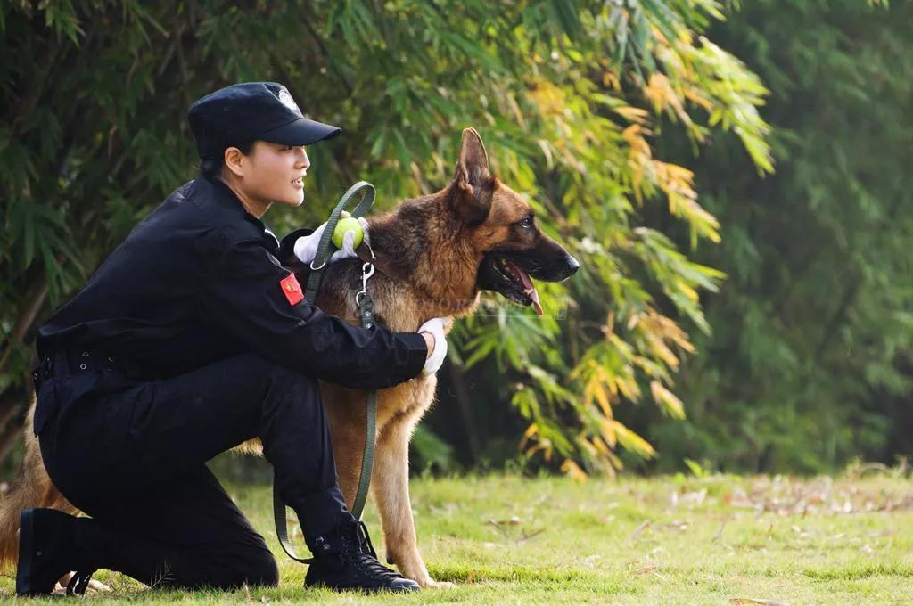 退役警犬多少钱一只 退役警犬有补助吗