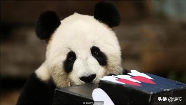 什么是熊猫债券，什么是熊猫债券基金（“熊猫”债券在世界多国受热捧）