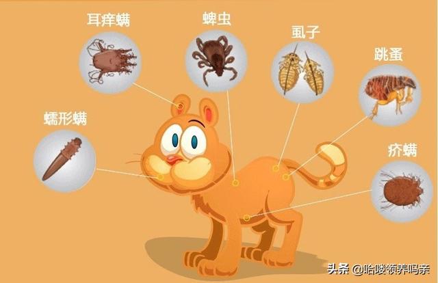 捡到小猫带回家应该怎么办，捡了一个猫带回家要注意啥（科普：遇到流浪猫应该怎么办）