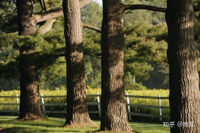 木材干燥怎样处理，木材的干燥方法哪个好