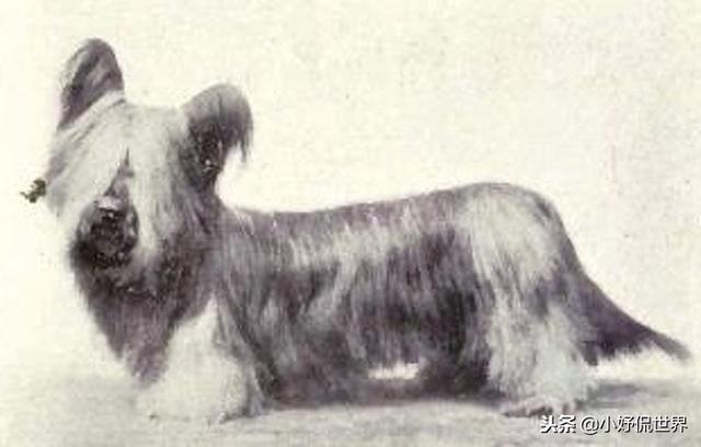 丝毛狗什么品种，丝毛犬有哪些品种（10种随着时间的推移而改变了容颜的犬种）