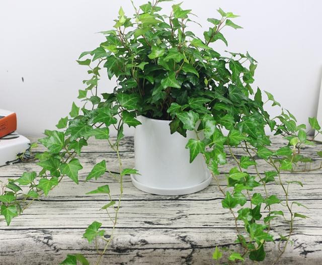 什么藤蔓植物喜阴，喜阴的爬藤植物有哪些（可养8种喜阴的植物）