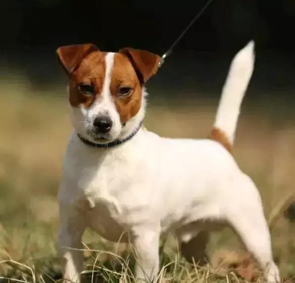 猎犬中最好的品种，国外十种顶级猎犬