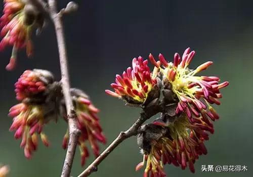 金缕梅，国家一级濒危珍稀植物（金缕梅对皮肤的作用）